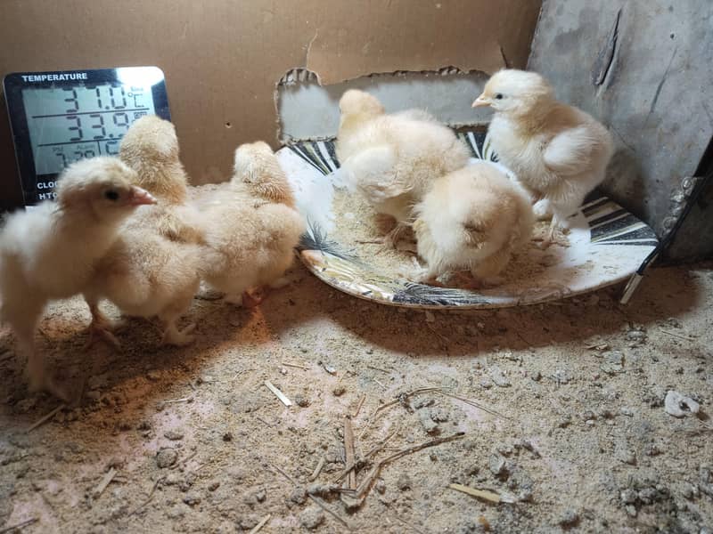 Golden Heavy buff chicks 3