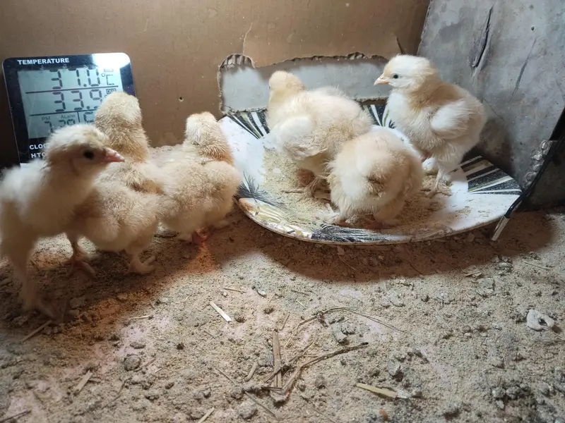 Golden Heavy buff chicks — photo 4