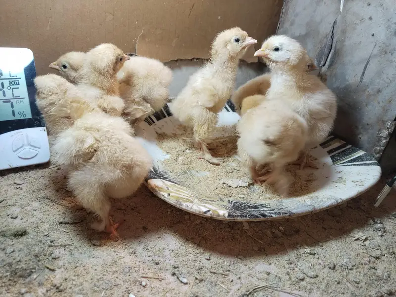 Golden Heavy buff chicks — photo 5