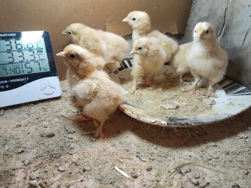 Golden Heavy buff chicks — photo 6