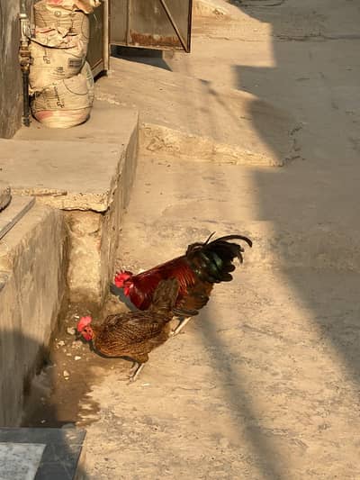 eggs laying hens 1550 per piece 2500 murga
