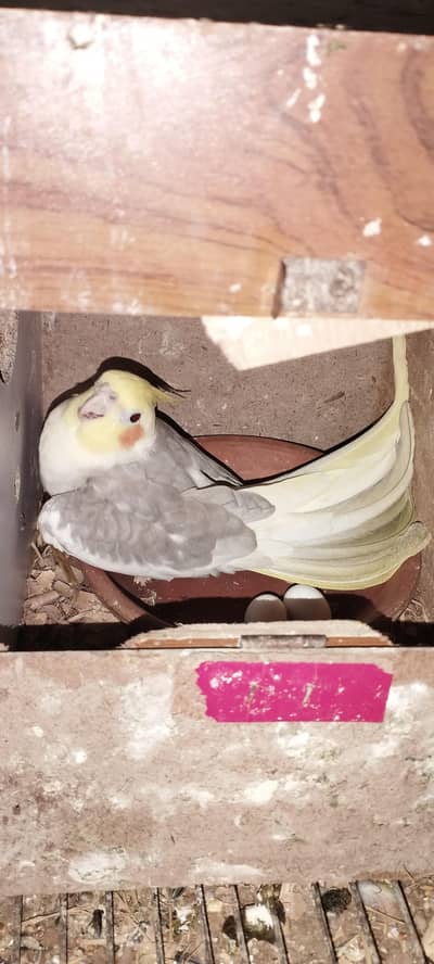 Cockatiel Breeder pair with eggs