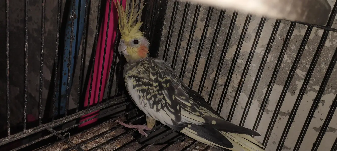 Cockatiel Breeder pair with eggs — photo 2