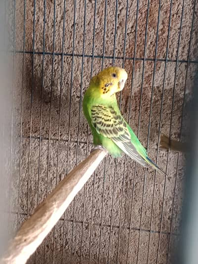 Red eyes Cruested bajri fakhta  love birds  spang &rainbowal male