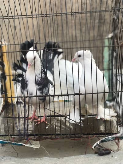 5lacky 5 desi 3 female in lacky 2female in dasi baki kabotar