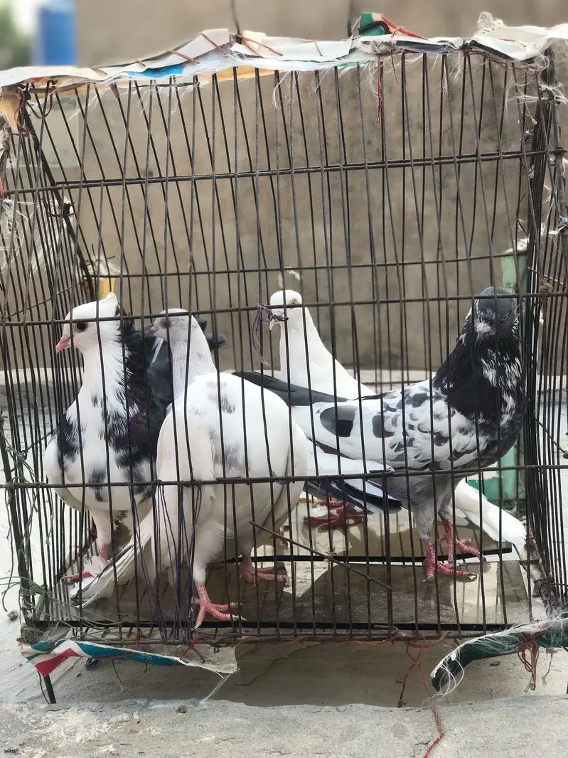 5lacky 5 desi 3 female in lacky 2female in dasi baki kabotar — photo 3