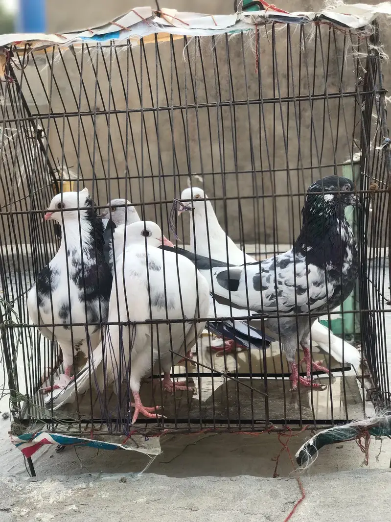 5lacky 5 desi 3 female in lacky 2female in dasi baki kabotar — photo 4