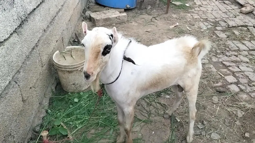 tedi goat for sale in Islamabad — photo 2