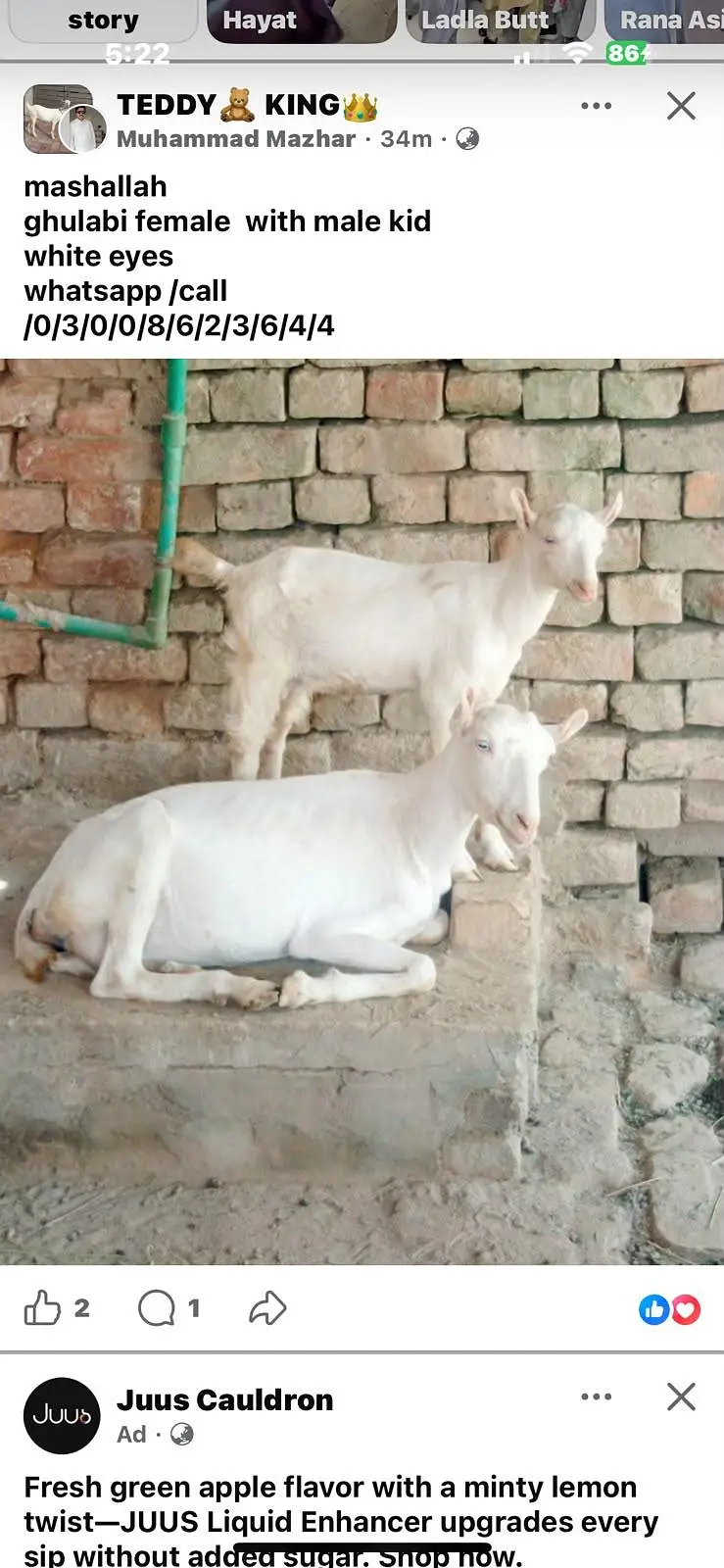 tedi goat for sale in Islamabad — photo 3