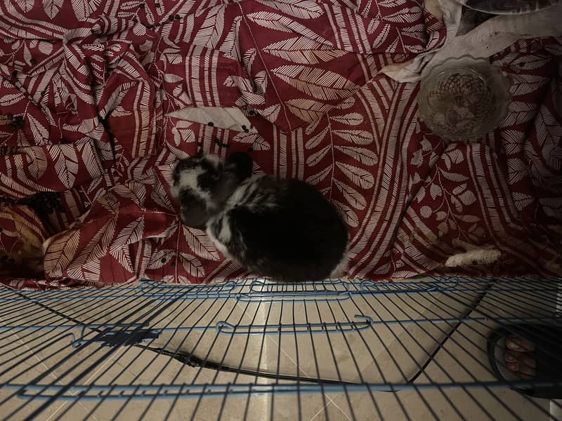 Lop bunny 0
