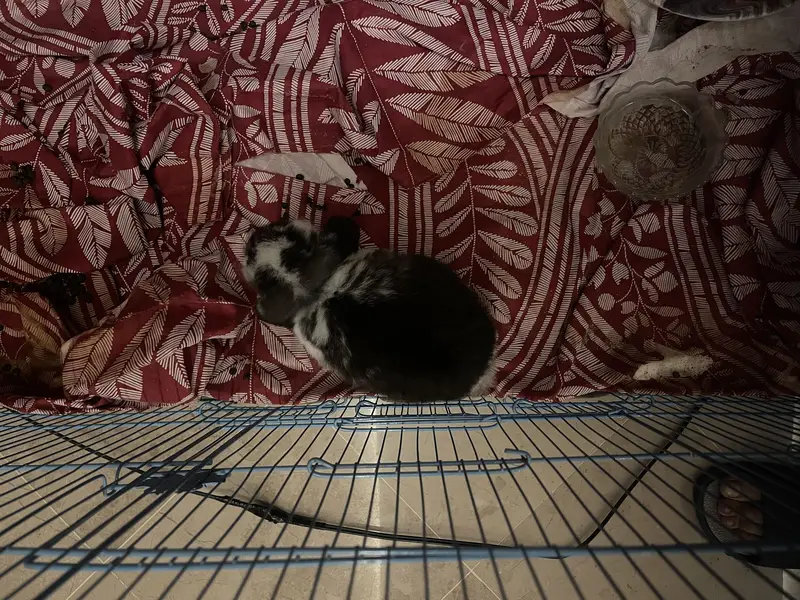 Lop bunny