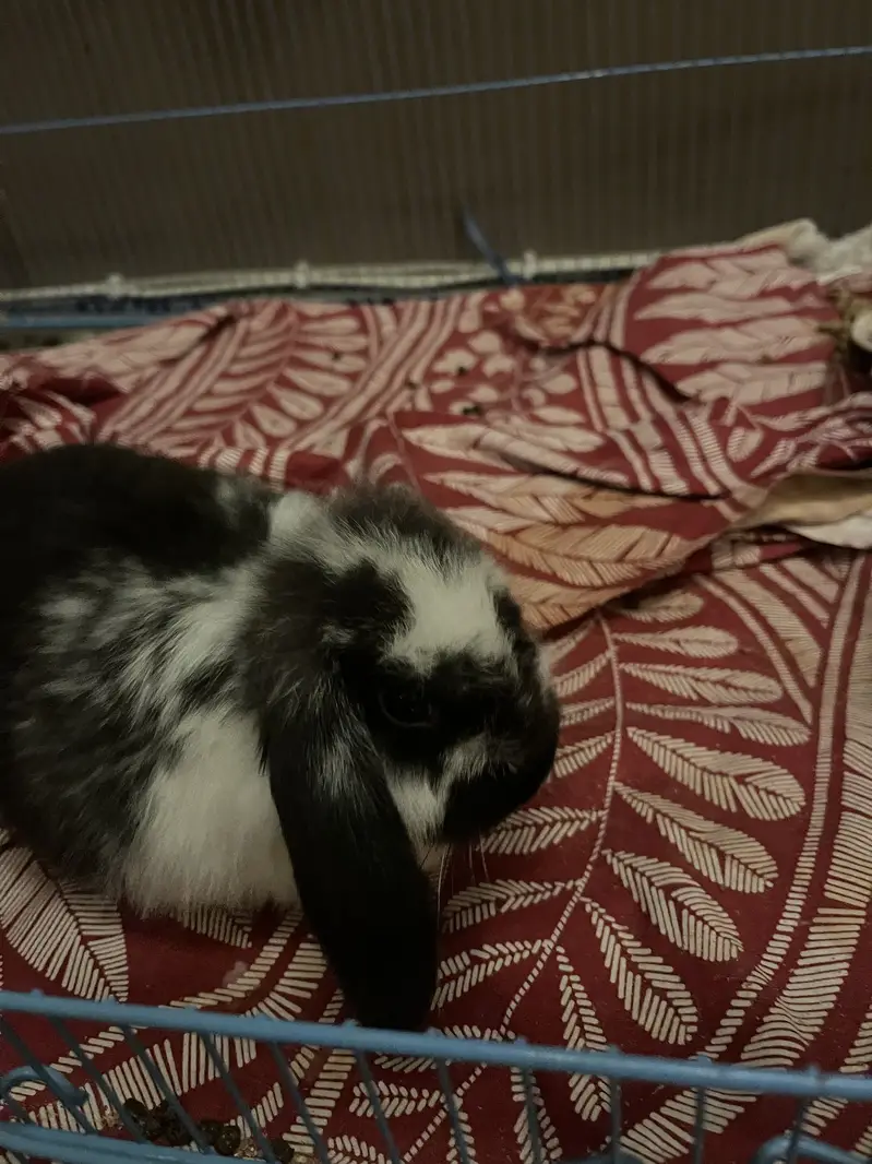 Lop bunny — photo 2