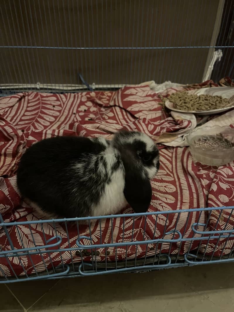 Lop bunny 3