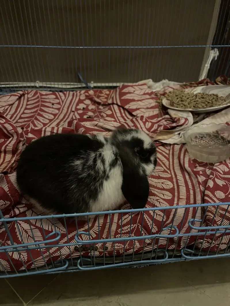 Lop bunny — photo 4