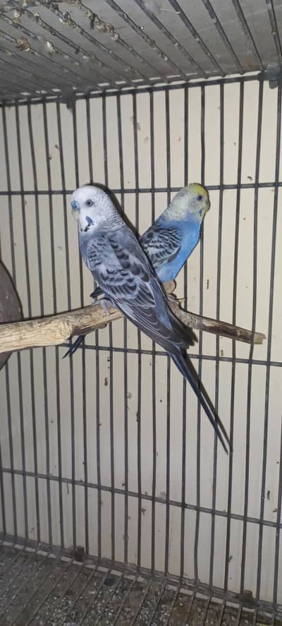 2 red eyes split Breeder Pair