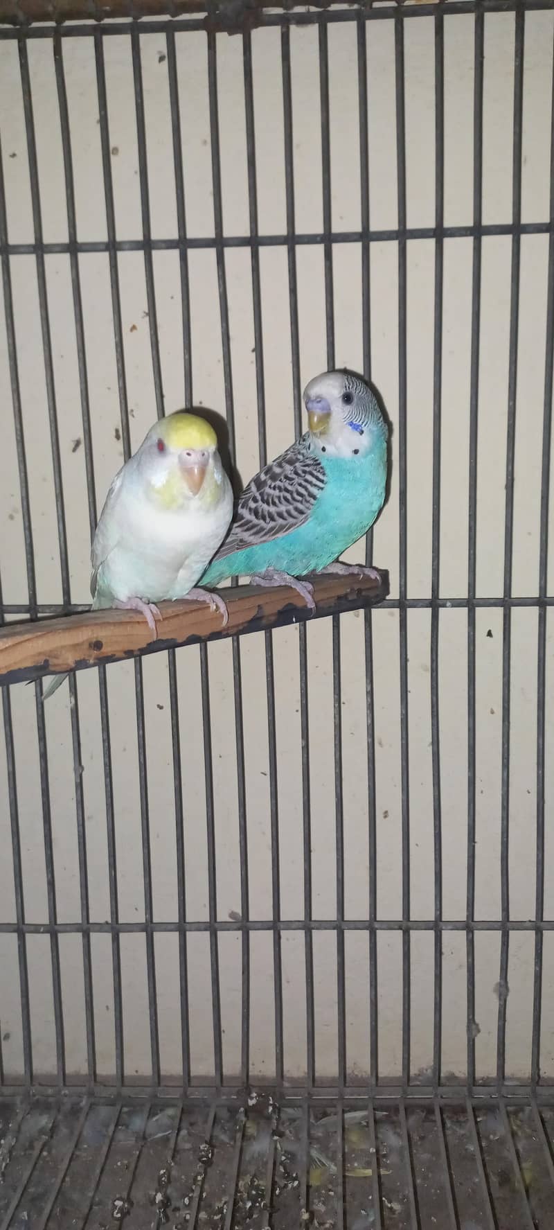 2 red eyes split Breeder Pair 1
