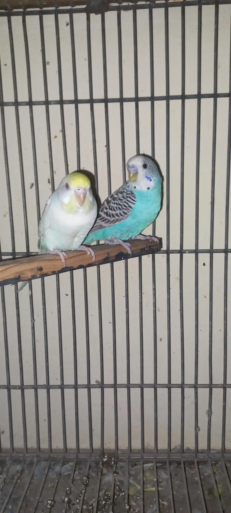 2 red eyes split Breeder Pair — photo 2