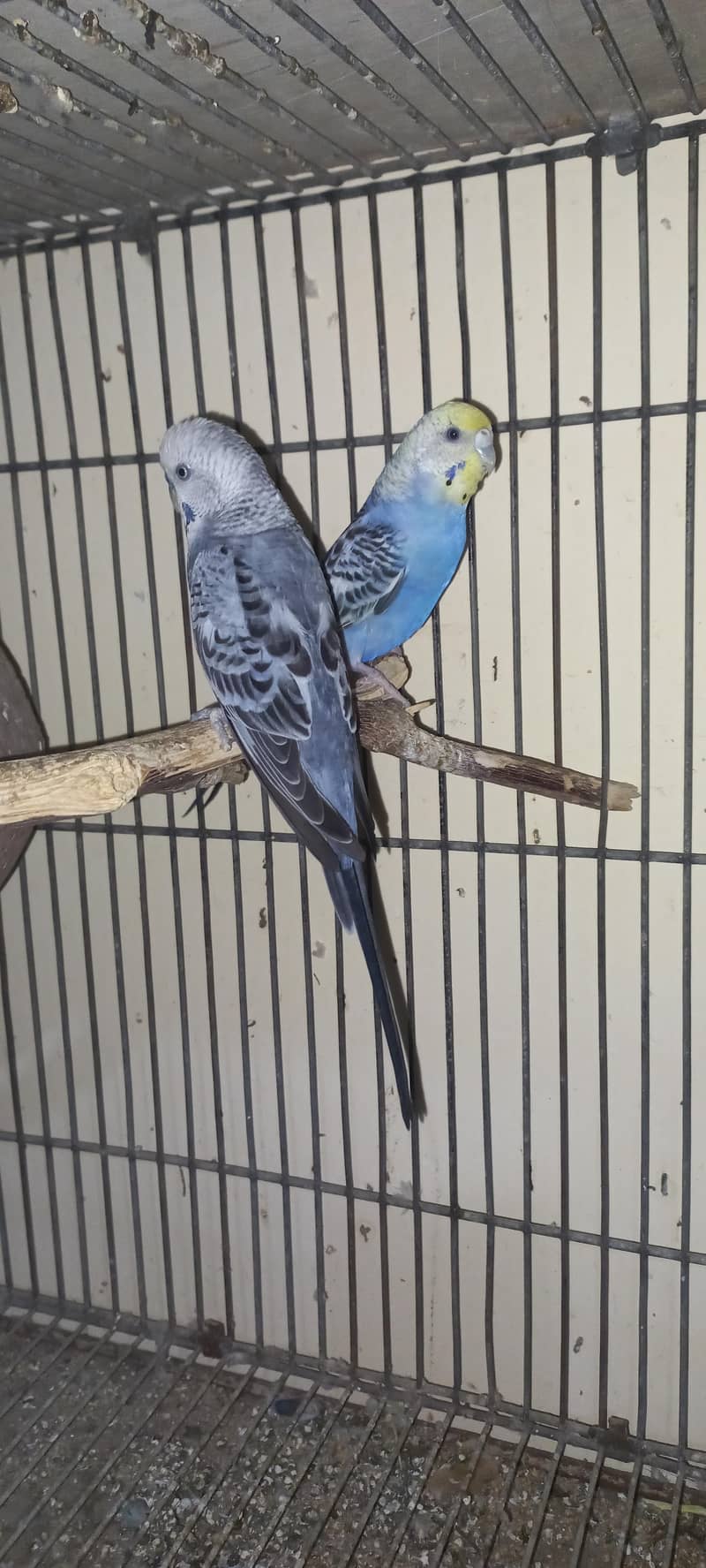 2 red eyes split Breeder Pair 2