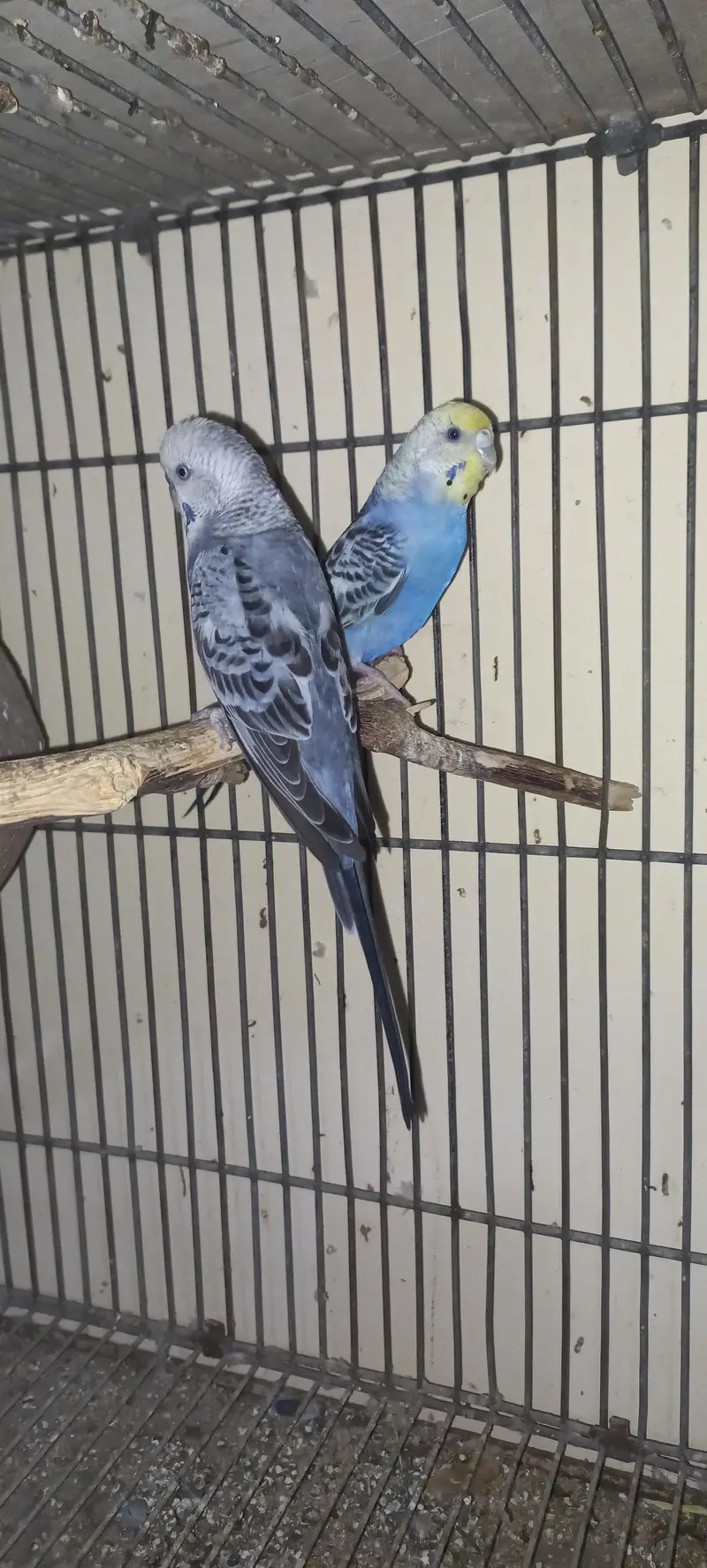 2 red eyes split Breeder Pair — photo 3