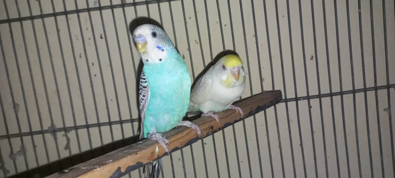 2 red eyes split Breeder Pair 3