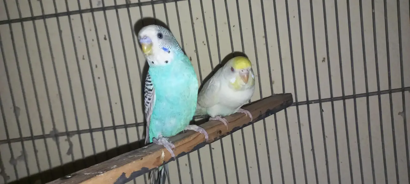 2 red eyes split Breeder Pair — photo 4