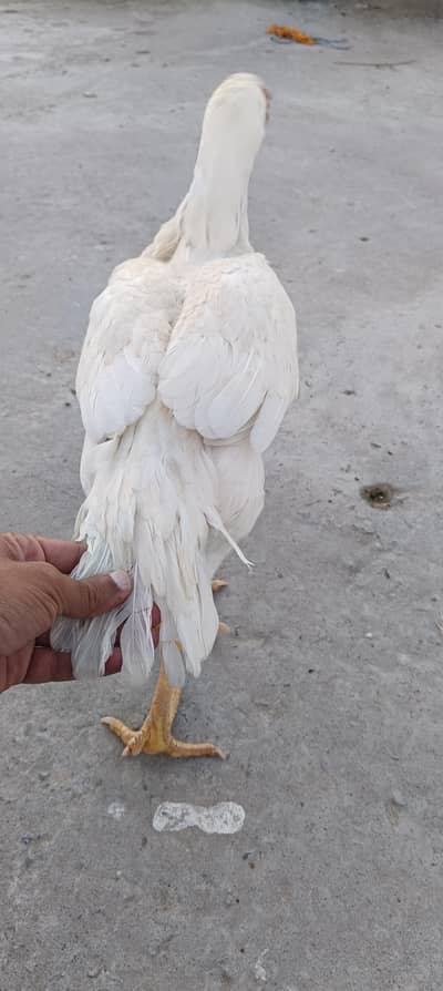 paper white heera madi