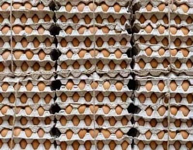 Dasi eggs for sale, dadi hen , eggs fertile eggs ,egg ,dasi eggs