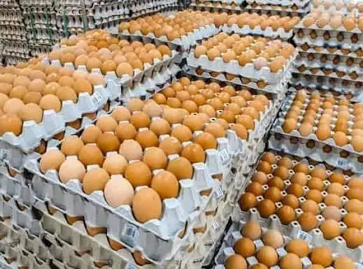 Dasi eggs for sale, dadi hen , eggs fertile eggs ,egg ,dasi eggs — photo 2