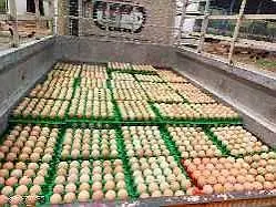 Dasi eggs for sale, dadi hen , eggs fertile eggs ,egg ,dasi eggs — photo 3