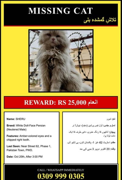 Missing Persian Cat