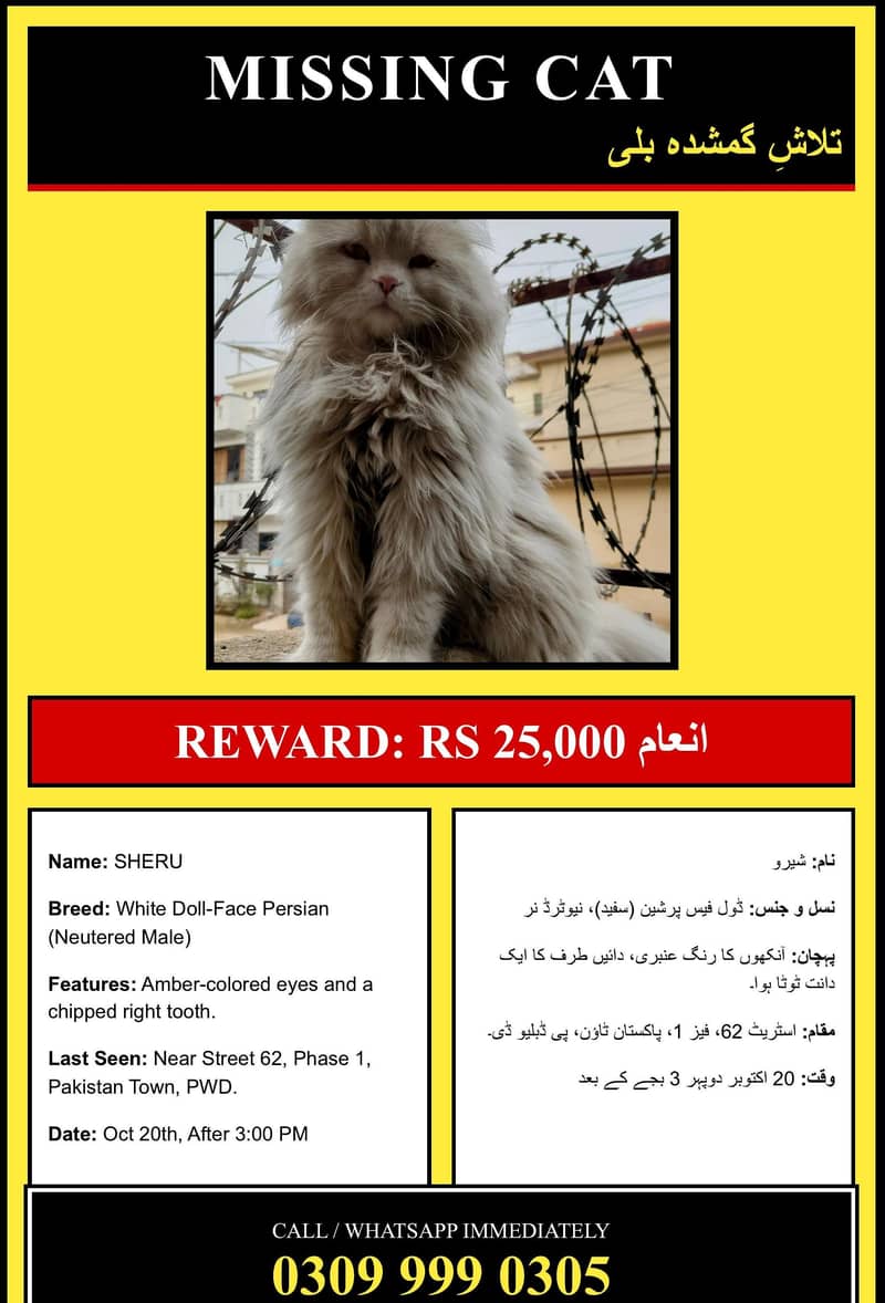 Missing Persian Cat 0