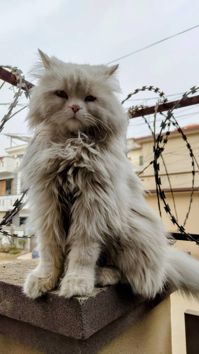 Missing Persian Cat 1