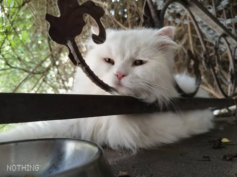 Missing Persian Cat 2