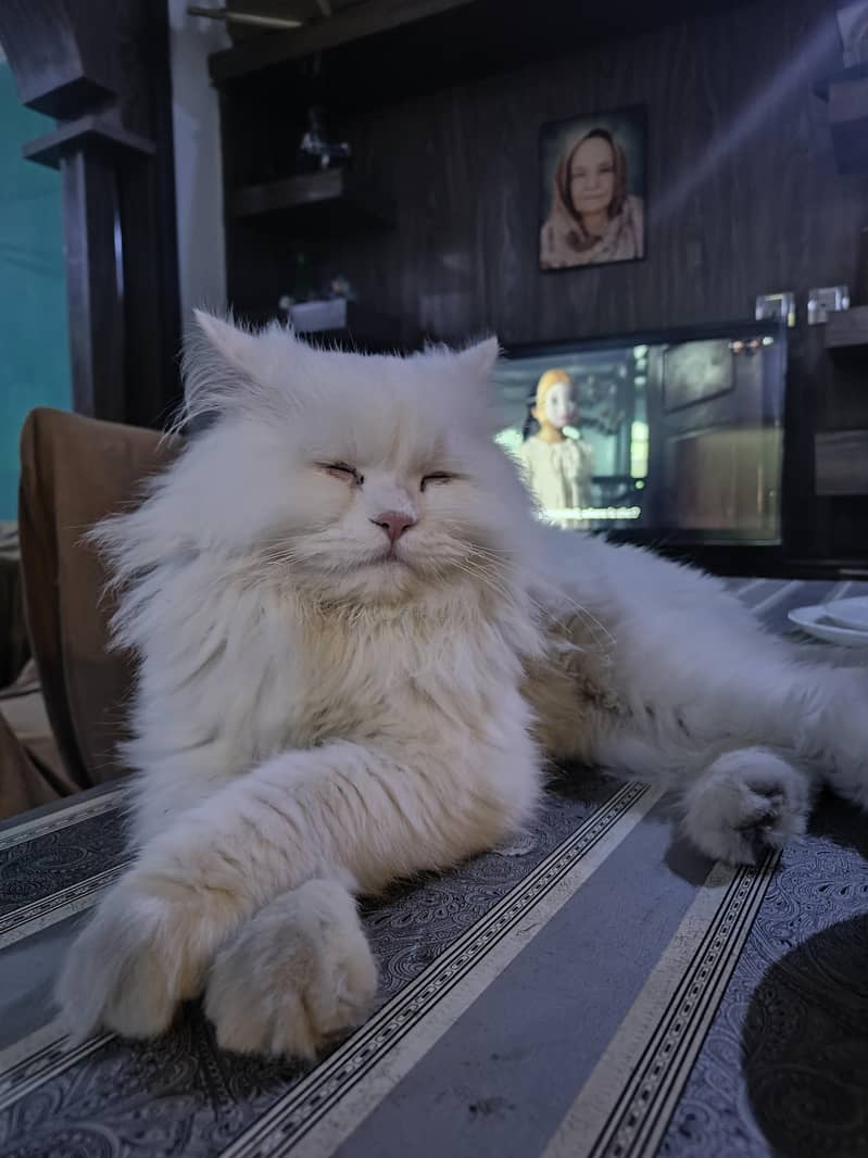 Missing Persian Cat 3