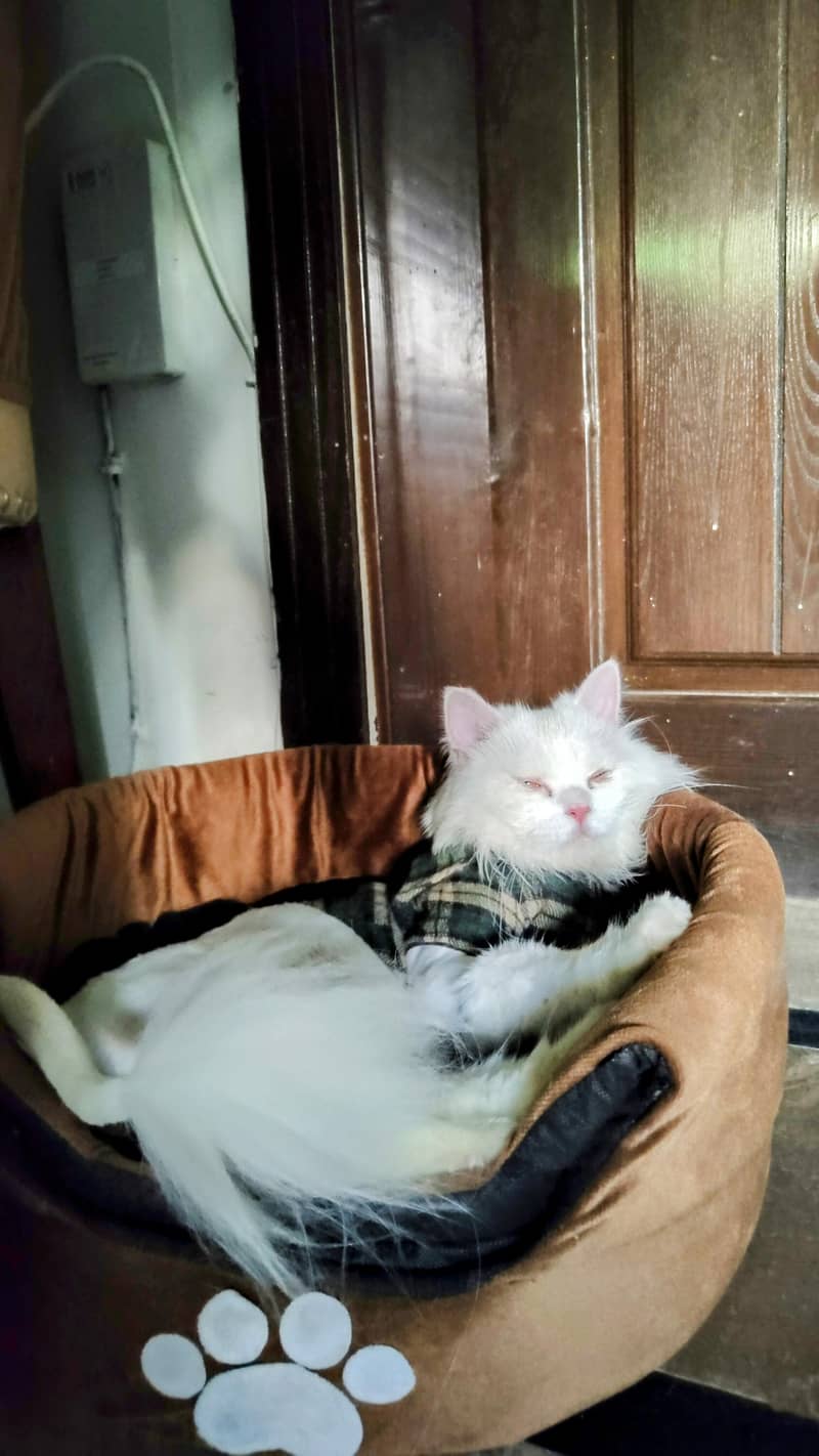 Missing Persian Cat 4