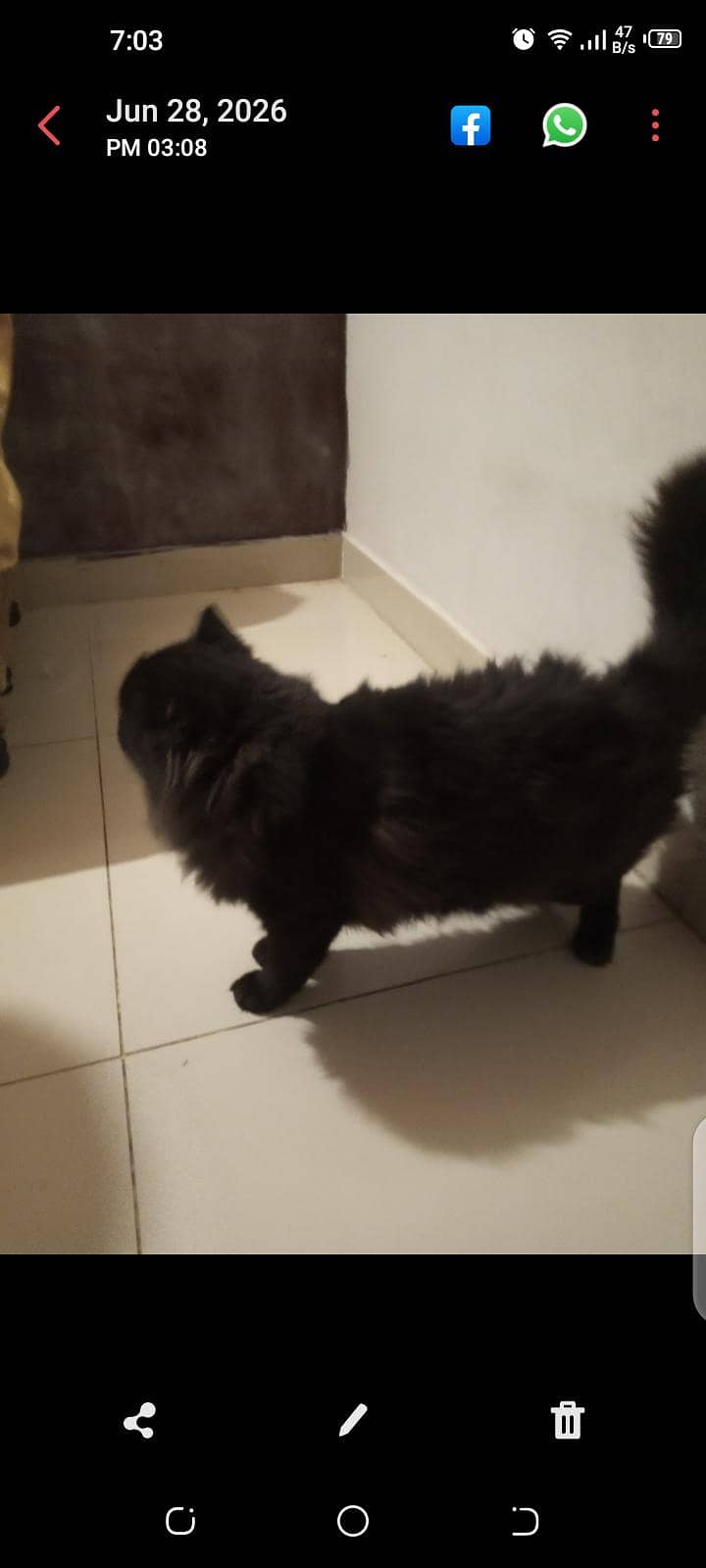 Persian cat 0