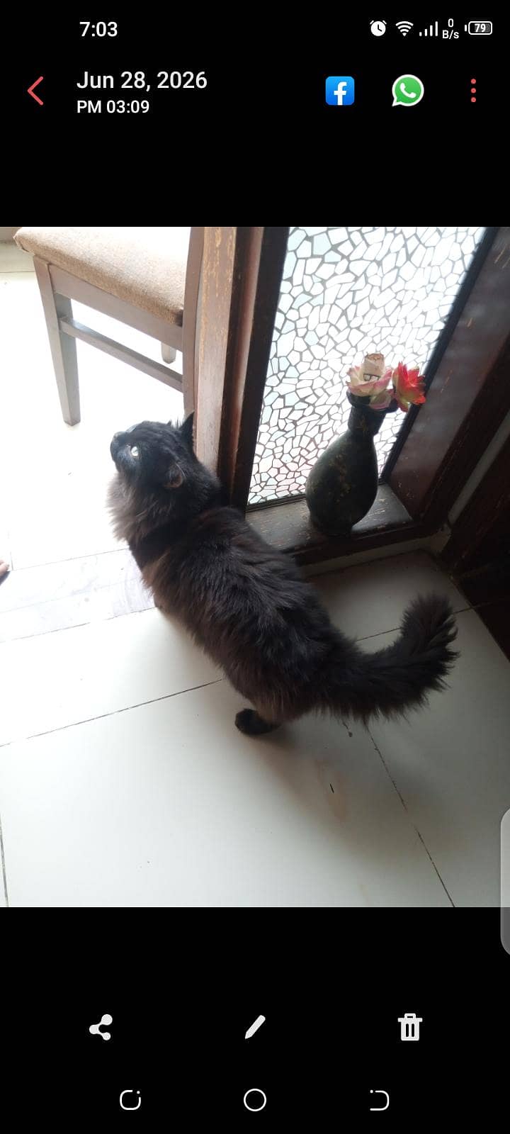 Persian cat 1