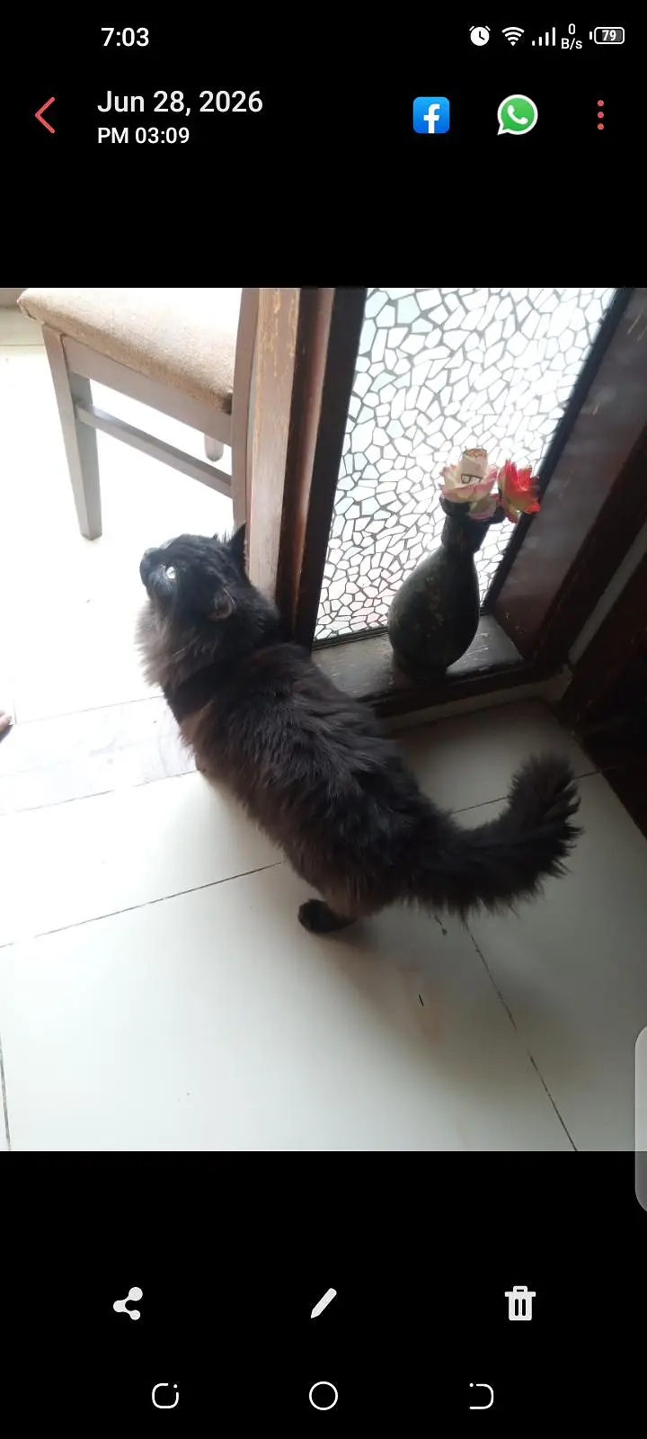 Persian cat — photo 2