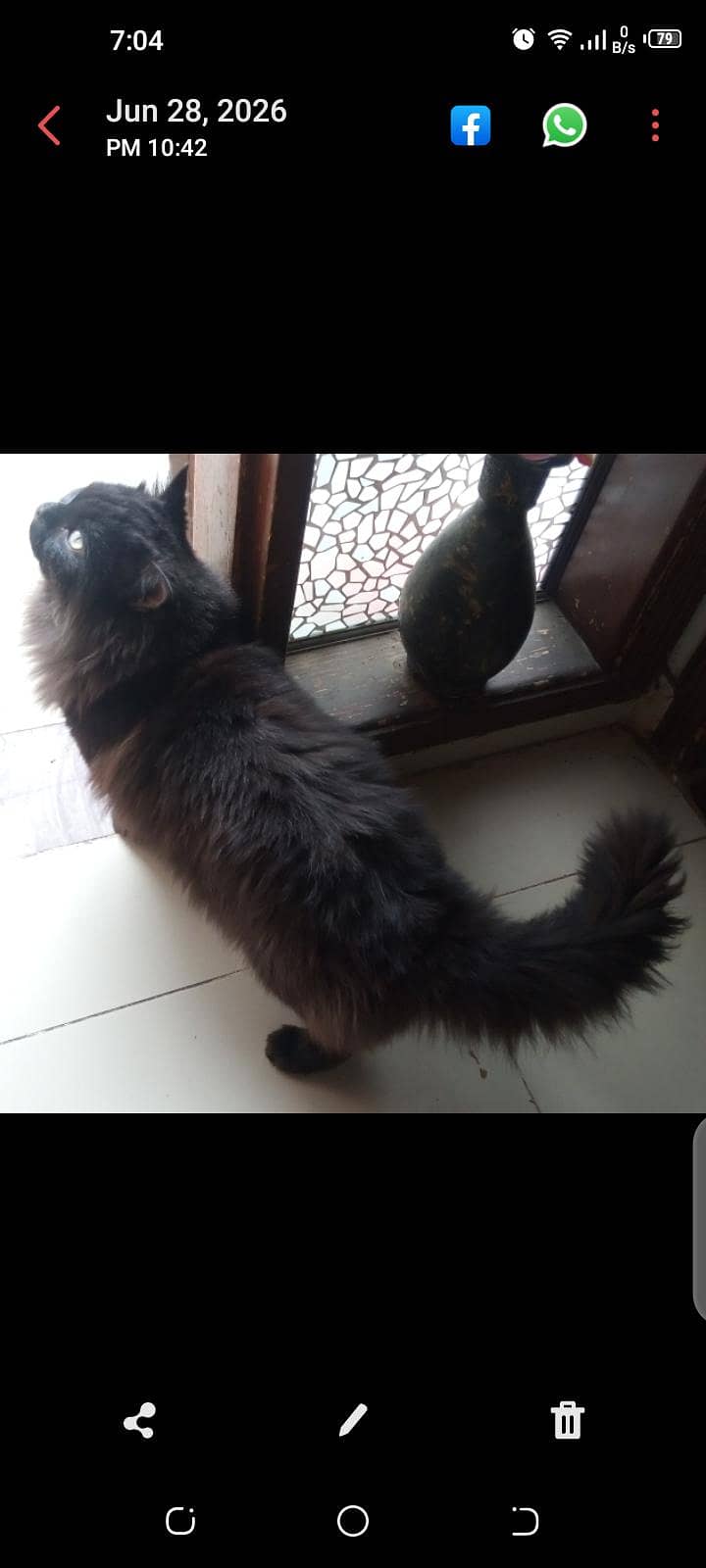 Persian cat 3
