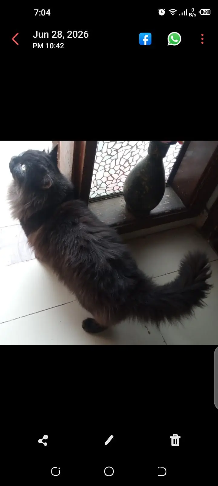 Persian cat — photo 4