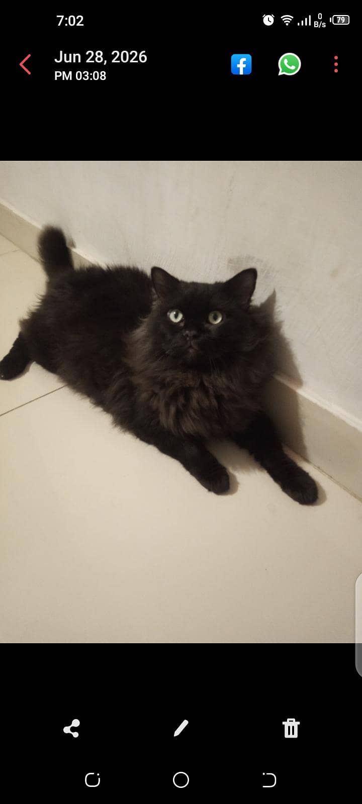 Persian cat 4
