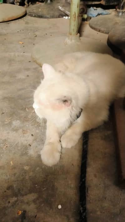 I am selling my cat