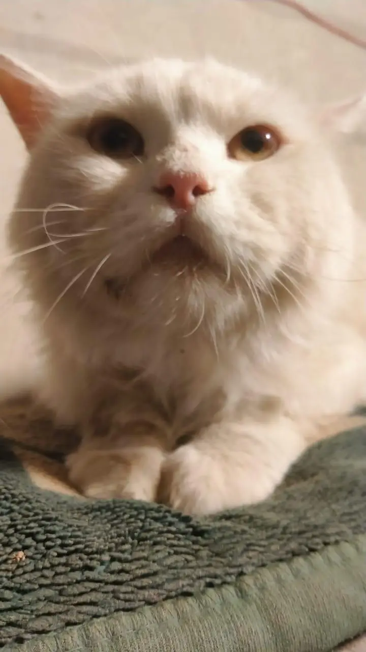 I am selling my cat — photo 2