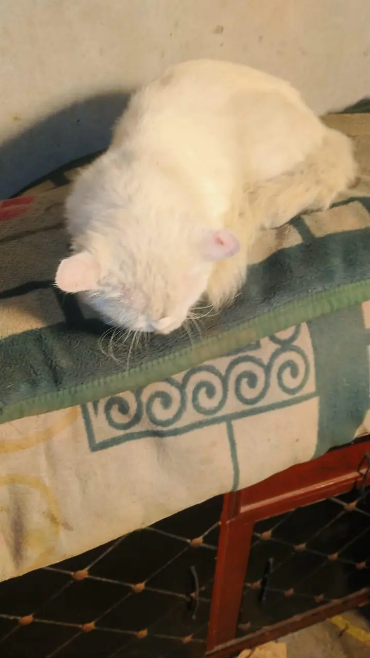 I am selling my cat — photo 3