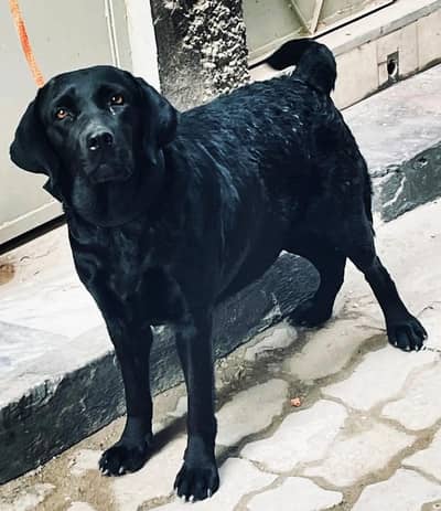 Top quality Labrador female.