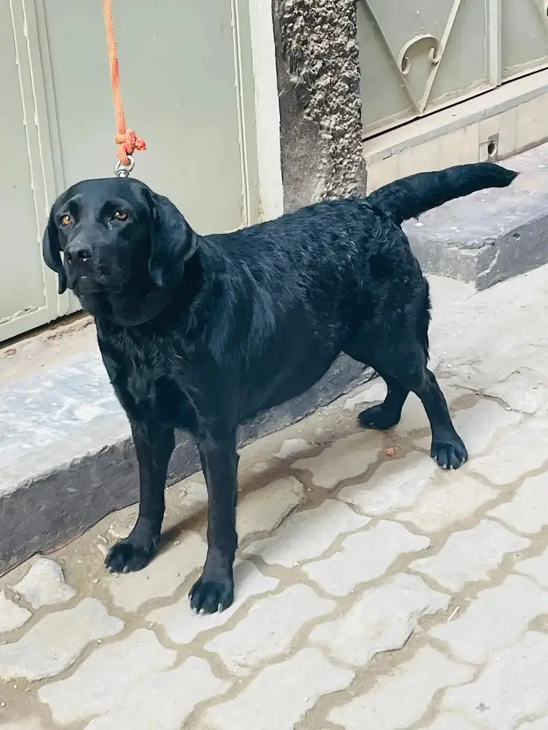 Top quality Labrador female. — photo 2