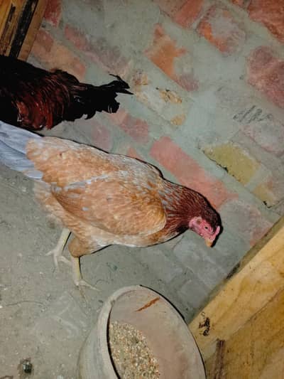 very beautiful hen and active weight 2 kg approximately