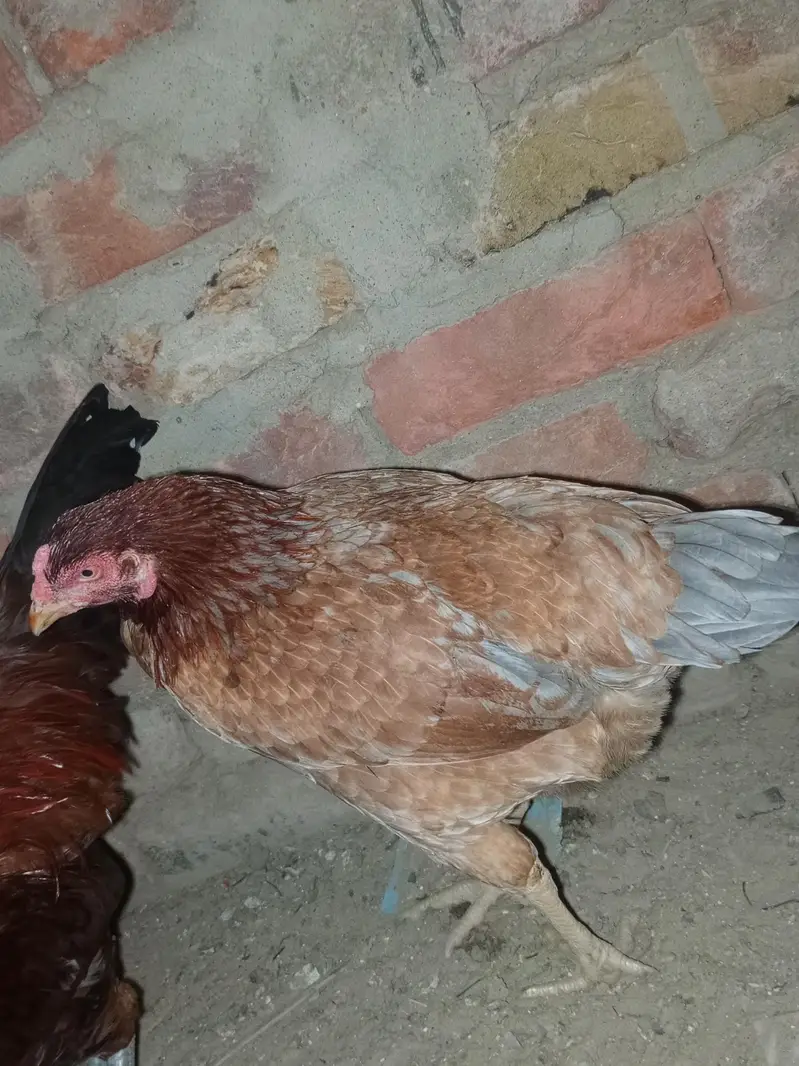 very beautiful hen and active weight 2 kg approximately — photo 2