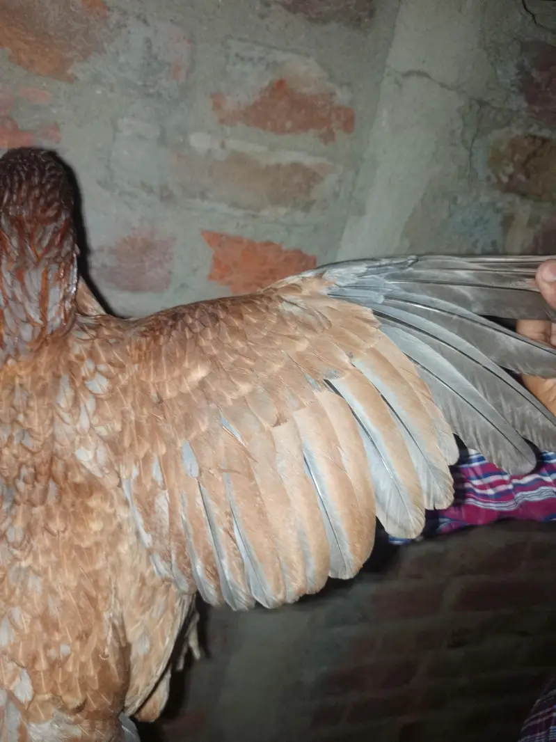 very beautiful hen and active weight 2 kg approximately — photo 3