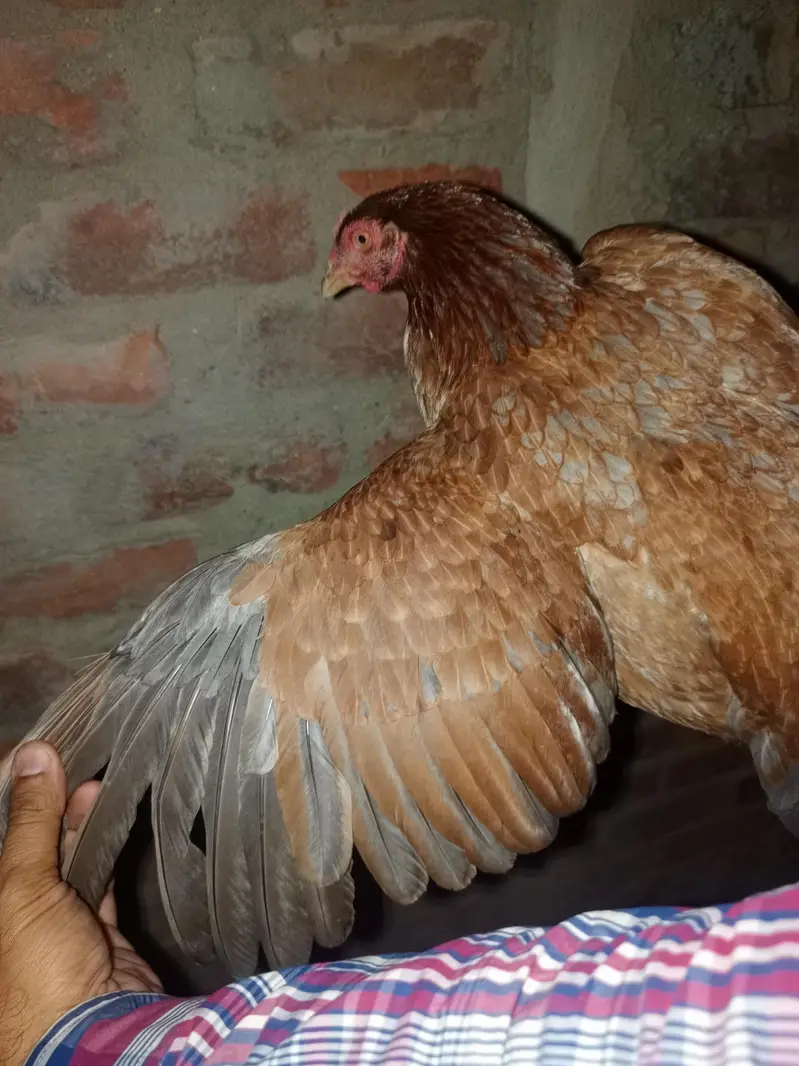 very beautiful hen and active weight 2 kg approximately — photo 4